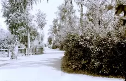 Иваново, дорожка парка, около 1962 г.