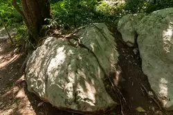 Тисо-Самшитовая роща, местами на поверхность земли выходят вот такие камни