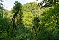 Тисо-Самшитовая роща, дикий лес