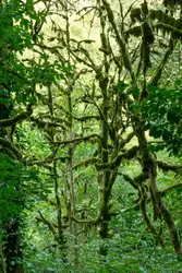 Тисо-Самшитовая роща, лес из страшной сказки