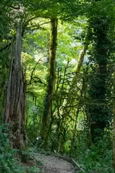 Тисо-Самшитовая роща, сказочный лес