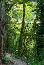Тисо-Самшитовая роща, сказочный лес