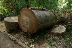 Тисо-Самшитовая роща, ствол дерева, диаметр больше метра