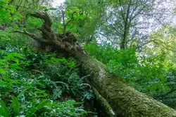 Тисо-Самшитовая роща, упавшее дерево с корнями наверх