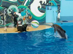 Дельфинарий «Ривьера», фото 12