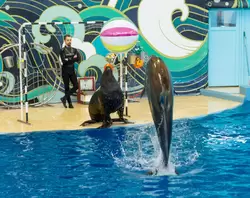 Дельфинарий «Ривьера», фото 16