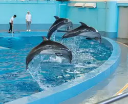 Дельфинарий «Ривьера», фото 24