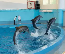 Дельфинарий «Ривьера», фото 26