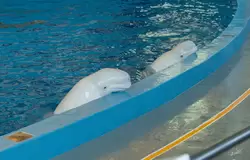 Дельфинарий «Ривьера», фото 30