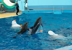 Дельфинарий «Ривьера», фото 31