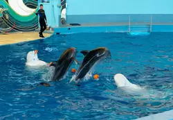 Дельфинарий «Ривьера», фото 33