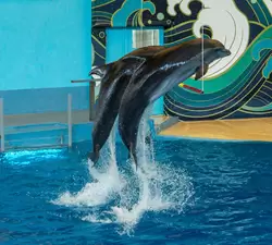 Дельфинарий «Ривьера», фото 34