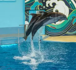 Дельфинарий «Ривьера», фото 35