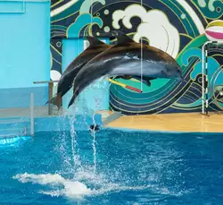 Дельфинарий «Ривьера», фото 36