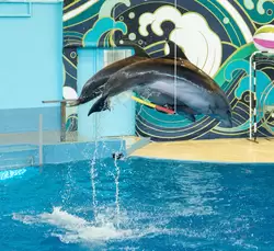 Дельфинарий «Ривьера», фото 37