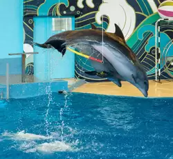 Дельфинарий «Ривьера», фото 38