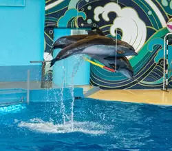 Дельфинарий «Ривьера», фото 43