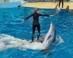 Дельфинарий «Ривьера», фото 62