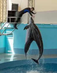Дельфинарий «Ривьера», фото 70