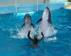 Дельфинарий «Ривьера», фото 87