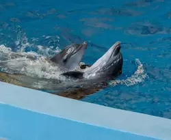 Дельфинарий «Ривьера», фото 93