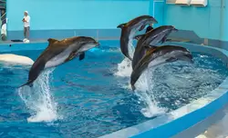 Дельфинарий «Ривьера», фото 97