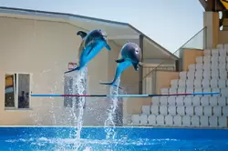 Достопримечательности Анапы: дельфинарий «Немо»