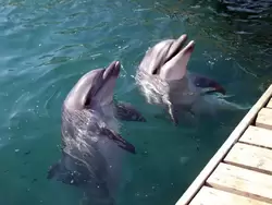 Анапский Утришский дельфинарий , фото 2