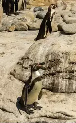 Пингвин Гумбольдта в зоопарке Барселоны