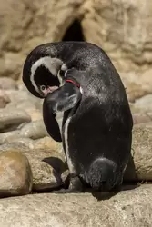 Пингвин Гумбольдта в зоопарке Барселоны