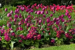 Парк Сент Джеймс — бордовые тюльпаны
