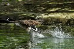 Риджентс парк — утки дерутся