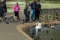 Риджентс парк в Лондоне