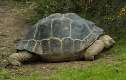 Слоновая черепаха или галапагосская черепаха в зоопарке Лондона