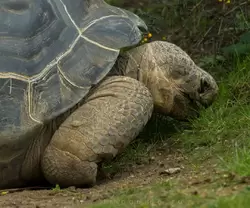Слоновая черепаха или галапагосская черепаха — зоопарк Лондона