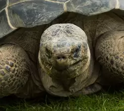 Галапагосская черепаха в зоопарке Лондона