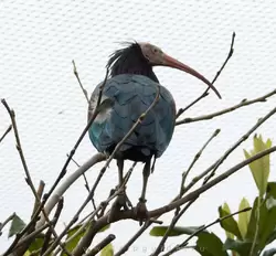 Лесной ибис (Waldrapp ibis) — зоопарк Лондона