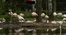 Розовый фламинго (Greater flamingo) — зоопарк Лондона