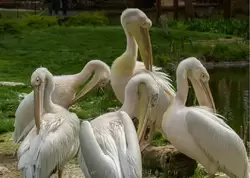Розовый пеликан — зоопарк Лондона
