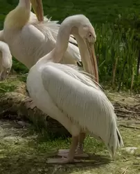 Розовый пеликан (great white pelican, eastern white pelican, rosy pelican or white pelican)