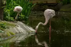 Розовый фламинго (Greater flamingo) в зоопарке Лондона