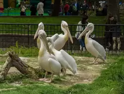 Розовые пеликаны — зоопарк Лондона
