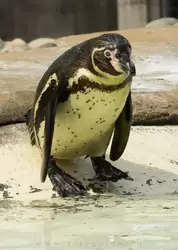 Пингвин Гумбольдта прыгает в воду