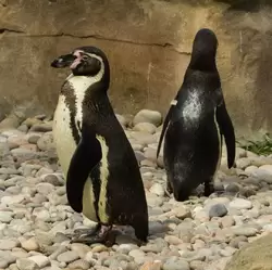 Пингвины Гумбольдта — зоопарк Лондона