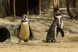 Пингвины Гумбольдта — зоопарк Лондона