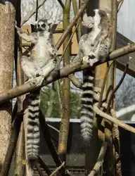 Кольцехвостый или кошачий лемур в зоопарке Лондона