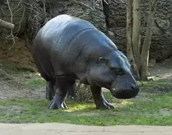 Карликовый бегемот — зоопарк Лондона