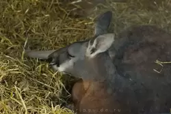 Большой рыжий кенгуру спит весь день