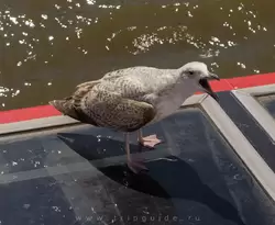 Наглая чайка просит еды