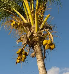 Пальма с кокосами на пляже отеля Фламинго Бич Резорт